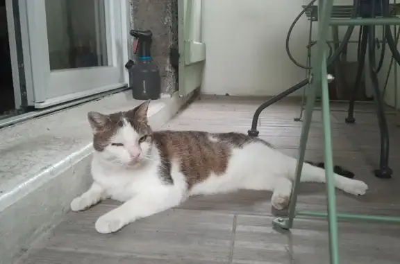 Chat perdu, Villeurbanne, photo: Chat blanc et gris perdu à Villeurbanne