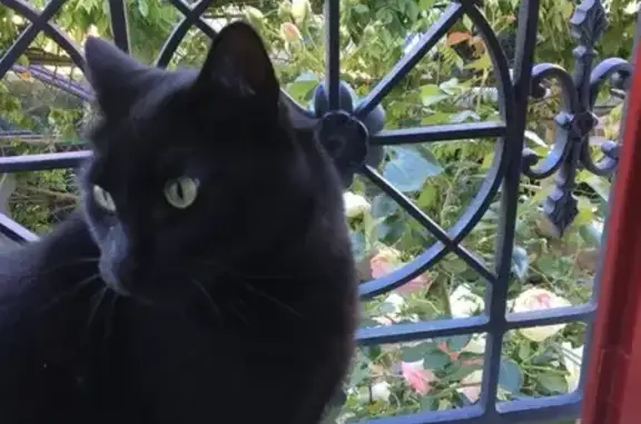 Chat perdu, , photo: Chat noir castré perdu aux Authieux-sur-Calonne