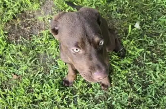 Found: Male Chocolate Lab in Clear Lake, MN