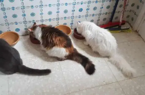Animaux perdus Valdoie, photo: Chatte Blanche disparue à Valdoie