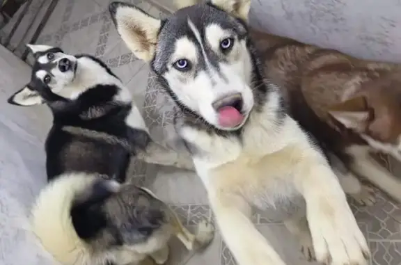 ¡Perros Husky Perdidos en Zitácuaro! 🚨