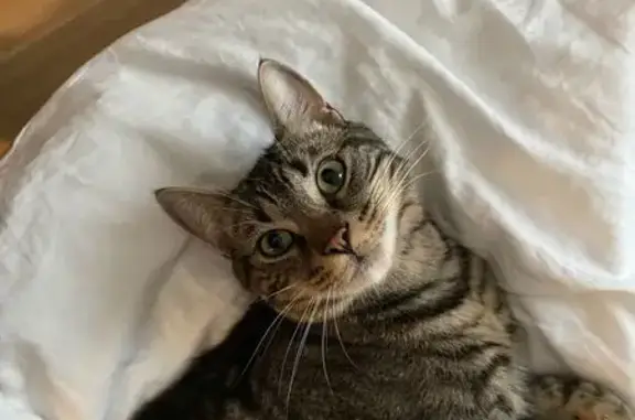 Animaux perdus , photo: Chat tigré mâle disparu à Etoy