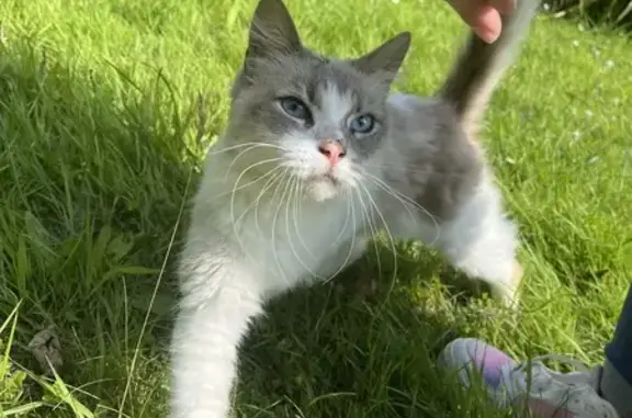 Chatte trouvée, affectueuse, maigre, 4-5 ans - photo
