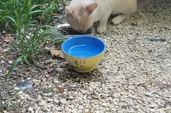 Chat crème trouvé au camping de Seyssins - photo