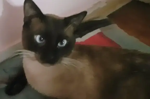 Animaux perdus Aulnay-sous-Bois, photo: Chat Siamois Noir et Beige Disparu