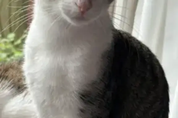 Animaux perdus Vincennes, photo: Chatte tigrée d'un an disparue à Vincennes