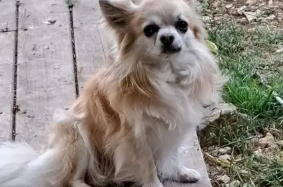 Chien perdu , photo : Chihuahua beige perdu Route des Crapanèdes