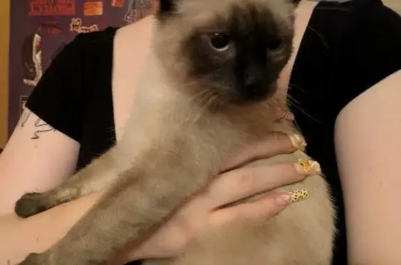 Chat siamois maigre trouvé à Villeurbanne - photo