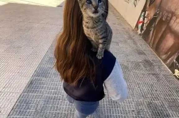 ¡URGENTE! Gato Ciego Perdido en Alhama