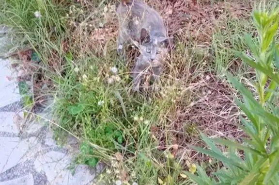 Chaton maigre et paniqué trouvé à Cenon - photo