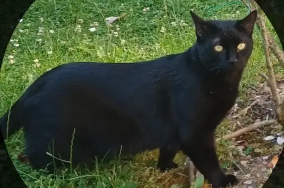 Animaux perdus Rouen, photo: Chat noir disparu, grande taille, Rue Tabouret