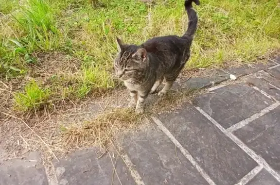 Chat trouvé , photo: Chatte tigrée trouvée, sociable, Rue Ménez Roz