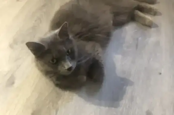 Chat et ses petits sauvés à Monteux - photo