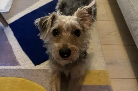Chien trouvé à La Défense, SPA Tremblay - photo