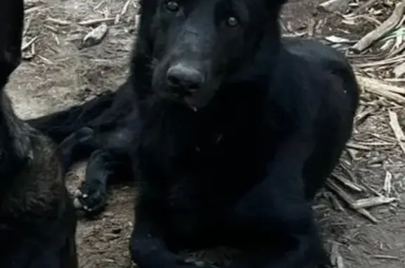 Perro Pastor Alemán Negro Perdido en Juan Gil