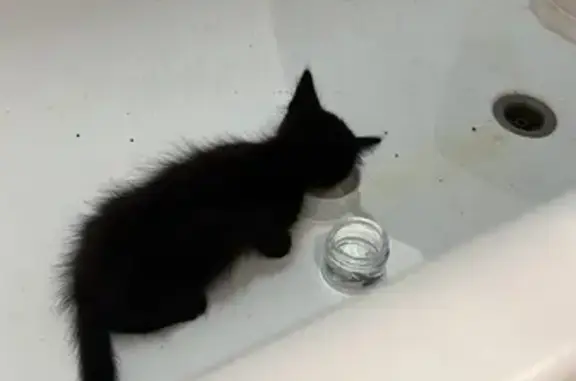 Chat noir abandonné trouvé à Verneuil - photo