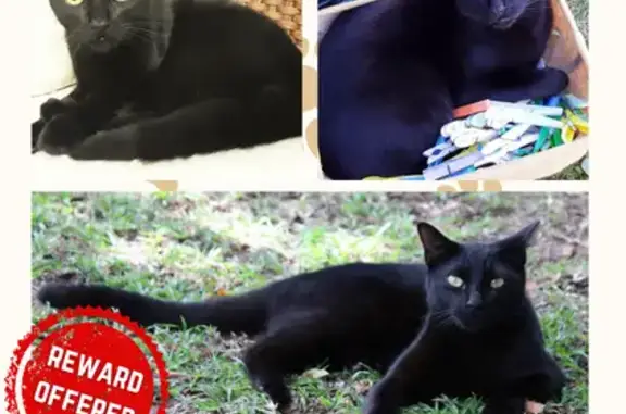 Missing Black Cat with Yellow Eyes - Gqeberha