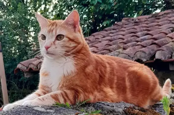 Animaux perdus Saint-Jouvent, photo: Chat mâle roux et blanc disparu à St-Jouvent