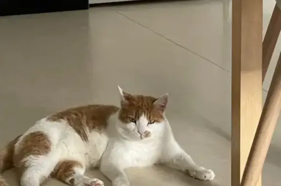 Animaux perdus Vimines, photo: Chatte blanche et rousse disparue à Vimines