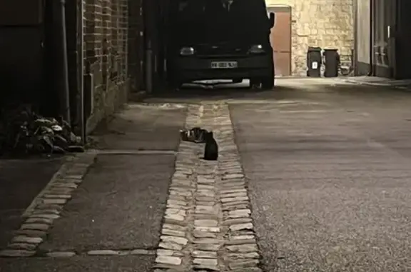 Chat trouvé , photo: Chatte noire et blanche et 4 chatons trouvés