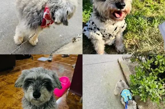 Schnauzer Mini Perdido en Coacalco: Gris y Blanco