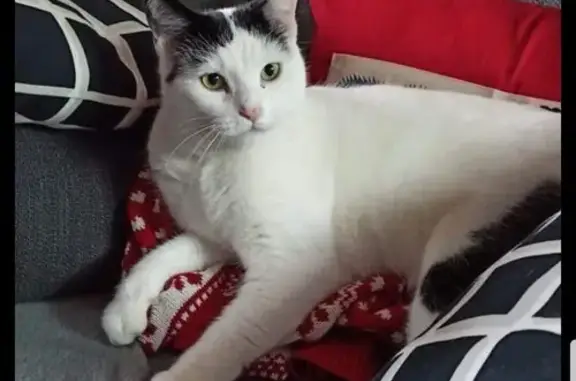 Chat perdu, Longjumeau, photo: Chat blanc et noir perdu, Rue Voltaire 44