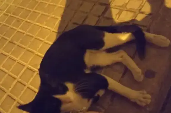 Gato Amoroso Hallado en Plaça Fleming