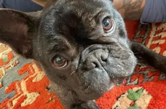 Chien perdu , photo : Chien perdu: Bouledogue noir femelle, 15 mois