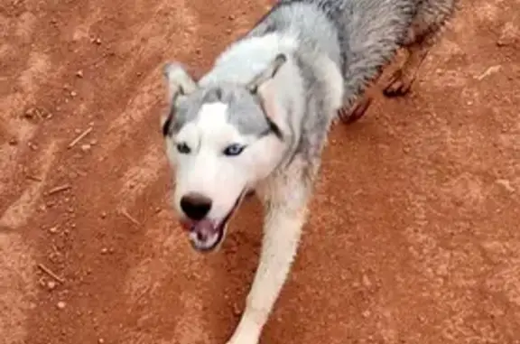 Jeune Husky trouvée à Clermont-l'Hérault - photo