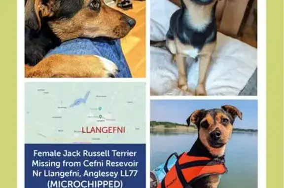 Lost: Black & Tan Jack Russell in Llangefni