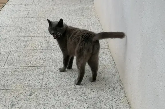 Chat gris mâle trouvé, craintif, non tatoué - photo
