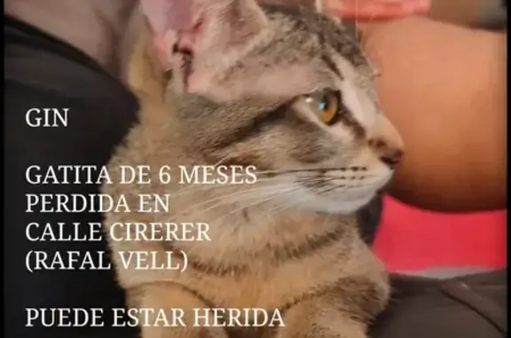 Gatita de 6 Meses Perdida - ¡Ayuda!