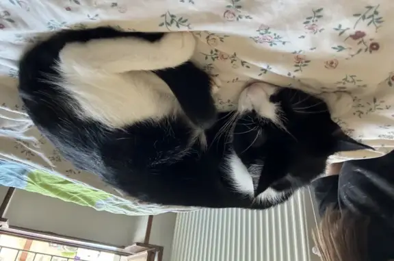 Animaux perdus , photo: Chatte non stérilisée perdue à Fyé