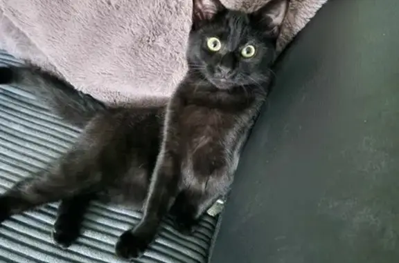 Missing Black Cat in Eringden, Tamworth