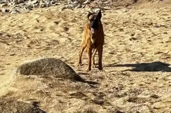 Berger malinois fauve perdu à San-Gavino - photo