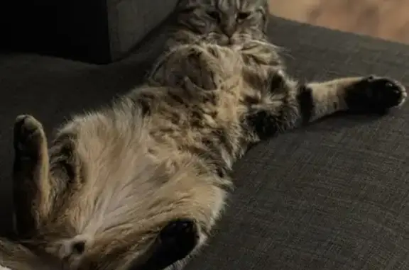 Chat perdu, Villennes-sur-Seine, photo: Chat persan noir et sable perdu à Villennes