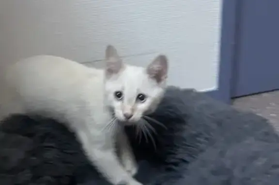 Chaton blanc trouvé avec collier rouge à Fougères - photo