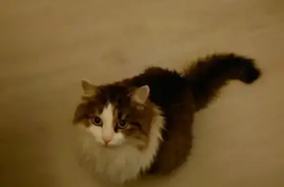 Chat disparu à Épernay : mâle tigré, ventre blanc - photo
