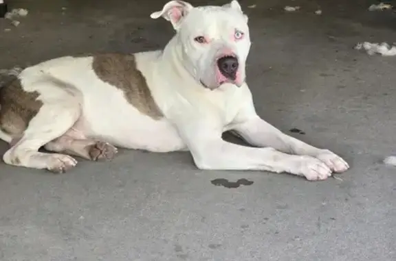 Found: Male Pit Mix, White/Brown, El Paso