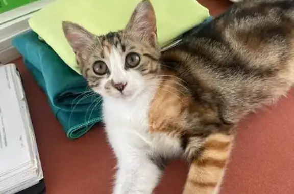 Chaton câlin trouvé Rue Pasteur, Pézenas - photo