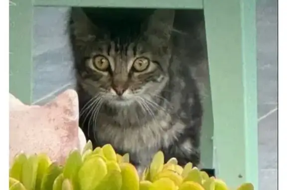 Animaux trouvés Lucciana, photo: Chat trouvé au collège Lucciana, contactez-nous