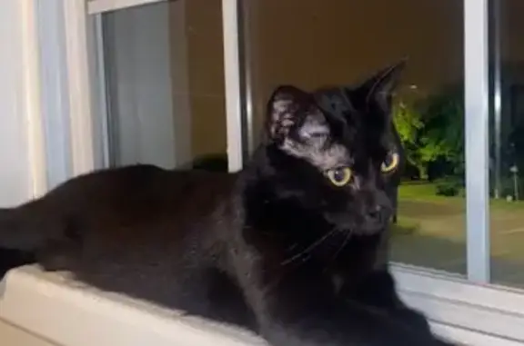 Missing All-Black Cat Luna - West Broadway