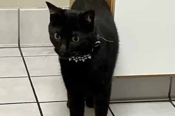 Found: Friendly Black Cat with Spiked Collar