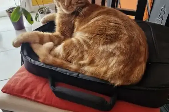 Chat roux tigré 10 mois disparu à Tarasteix - photo