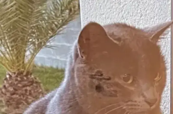 Animaux perdus Châtellerault, photo: Chatte grise disparue à Châtellerault