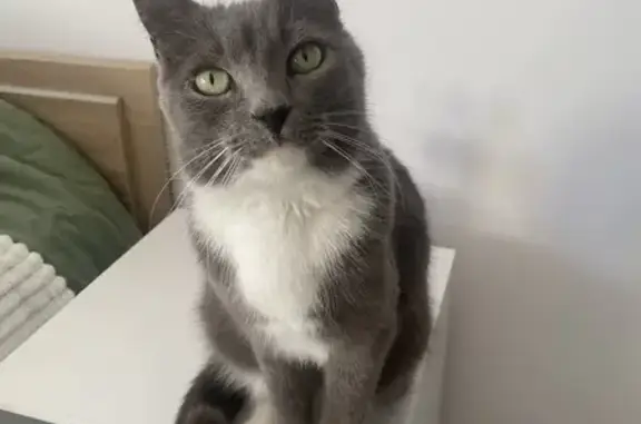 Animaux perdus Millau, photo: Chat gris et blanc perdu à Millau, rue des Aumières