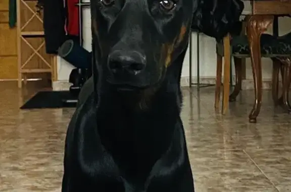 Alerta: Familia Doberman Perdida en Murcia