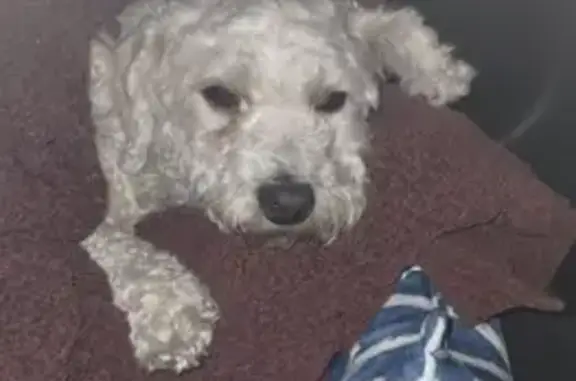 Found White Maltipoo w/ Brown Spot in Lynwood