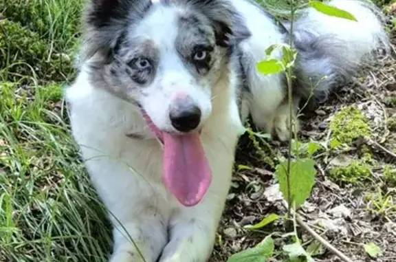 Chien perdu: Border Collie femelle, Ban-sur-Meurthe - photo