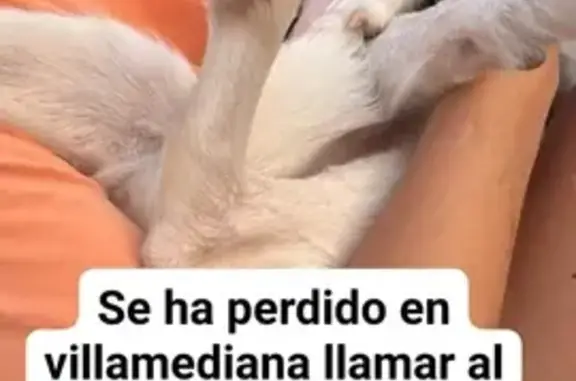 ¡Urgente! Podenco Blanco Perdido en Villamediana